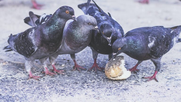 Dépigeonnage : Maitrise des nuisibles